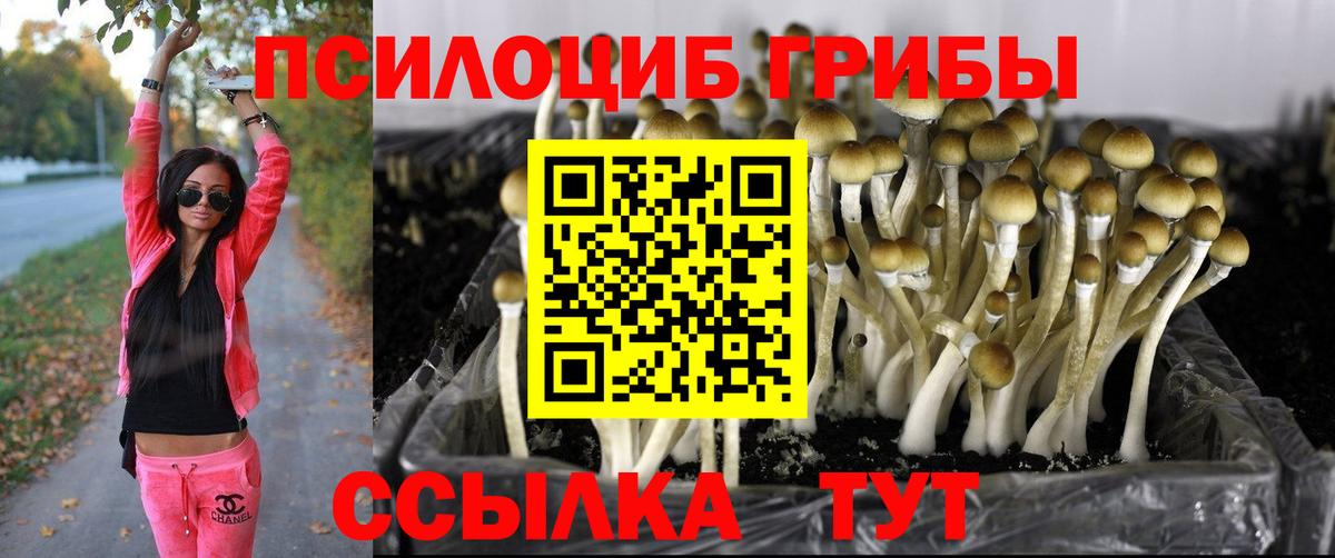 Псилоцибиновые грибы Psilocybine cubensis  купить закладку  Псилоцибиновые грибы GOLDEN TEACHER  Мценск  Вход с VPN 